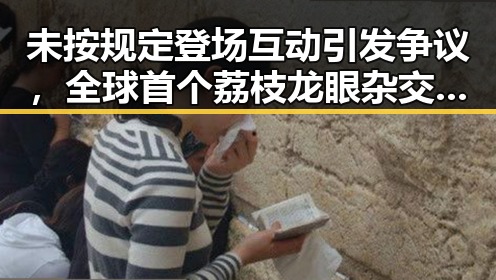 未按规定登场互动引发争议,全球首个荔枝龙眼杂交新品“怀石”惊艳亮相